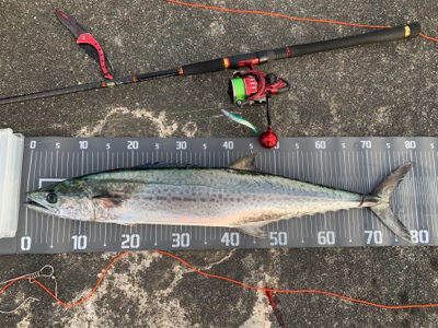 念願の80センチ近いサワラ。