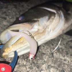 まさかの場所で90cmオーバー