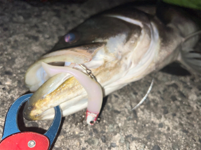 まさかの場所で90cmオーバー