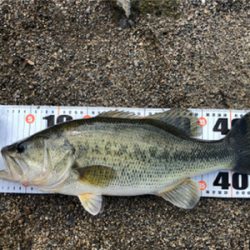 木浜陸っぱり　残りウィード