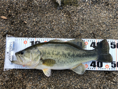 木浜陸っぱり　残りウィード