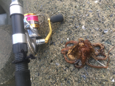 キスは足で釣る