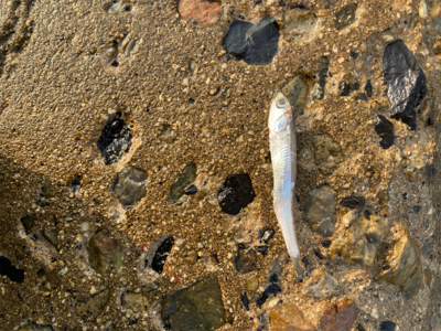 ショアジギング