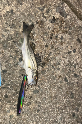 チーバスくん！