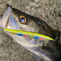 まだまだサイズが上がらない…