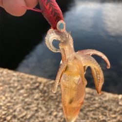 夕マズメはヒイカやっぱり釣れます＼(^o^…