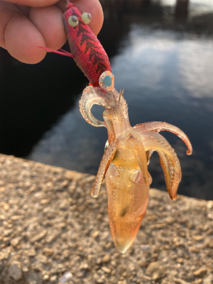 夕マズメはヒイカやっぱり釣れます＼(^o^…