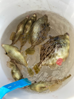 カワハギ数釣り