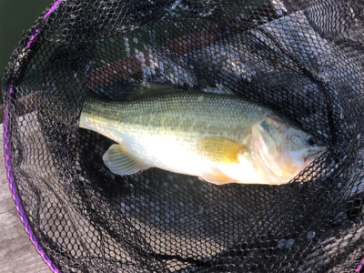 ブラックバス 自己最高記録