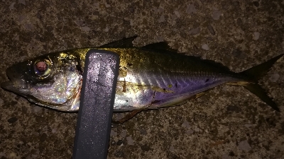 皆既月食アジング