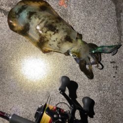 エギング絶好調