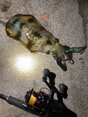 エギング絶好調