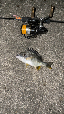 アジが釣れない