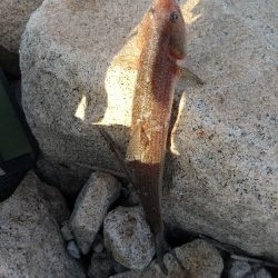 本命は決めずに