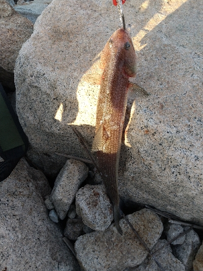 本命は決めずに