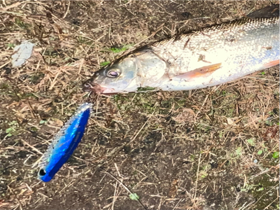 まさかのウグイ！