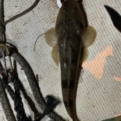 ビギナーでも爆釣　ボートシーバス