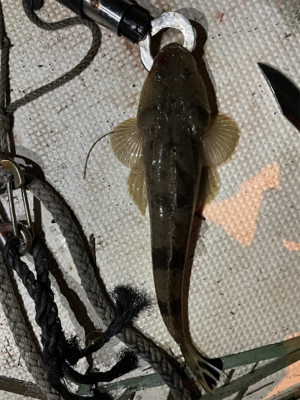 ビギナーでも爆釣　ボートシーバス