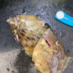 今日も懲りずにカワハギ