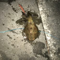 川久裏アオリイカエギング♪