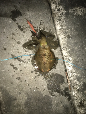 川久裏アオリイカエギング♪