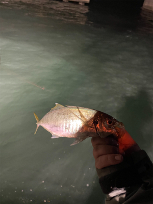 通いアジング継続中