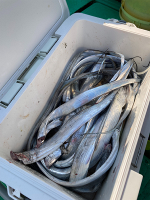 今年の初太刀魚