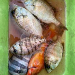 久々のボート釣り