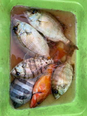 久々のボート釣り