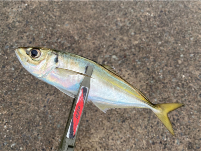 雨のマズメチャレンジ