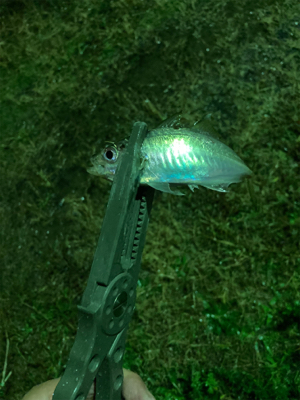 雨の中のアジング