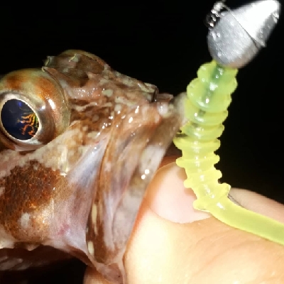 ロックフィッシュカーニバル