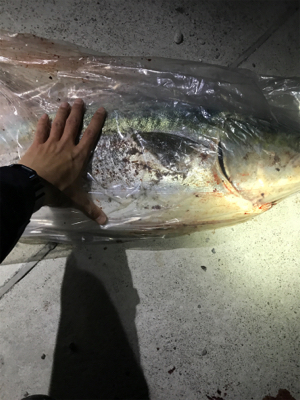 初投稿‼️陸っぱりブリ13kg