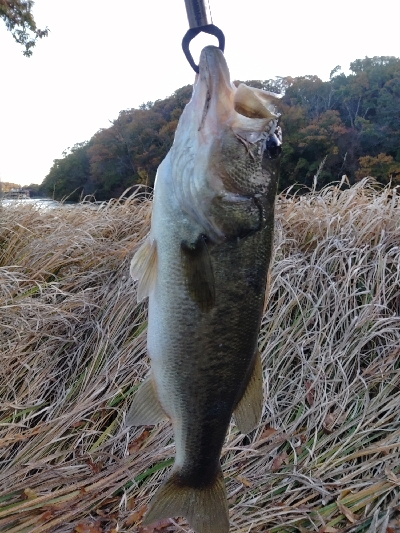 610DGS アーロンマーティンスリミテッド