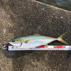 ノマセ釣りでギリ鰤とメジロ