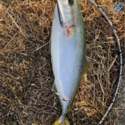 ショアジギングでハマチGET！