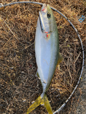 ショアジギングでハマチGET！