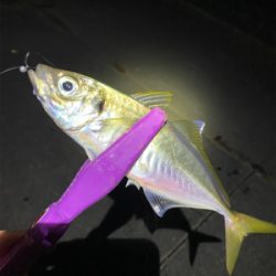 大阪湾奥アジング