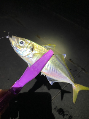 大阪湾奥アジング