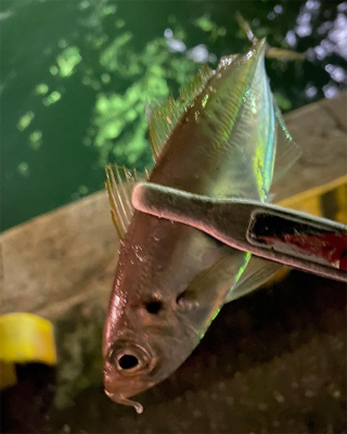 船の近くで釣る時