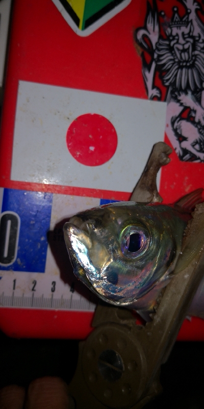 アジング練習 334