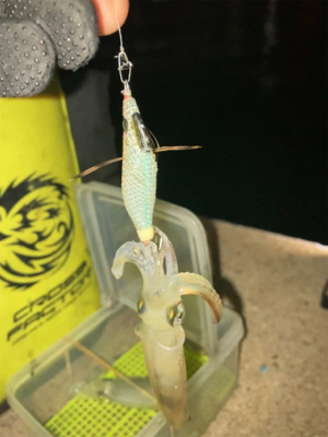 姫路以外でヒイカ調査(^。^)