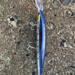 朝マズメ１時間勝負