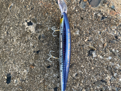 朝マズメ１時間勝負