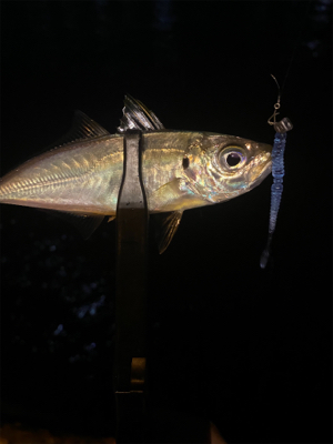 爆爆爆風のアジング