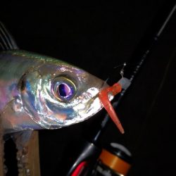 アジング練習　335   爆風で疲れました…