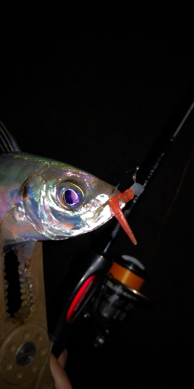 アジング練習　335   爆風で疲れました…