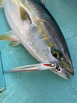 明石沖タチパターンジギング