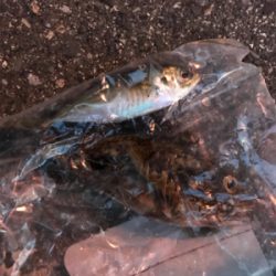 タチウオアジング