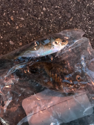 タチウオアジング